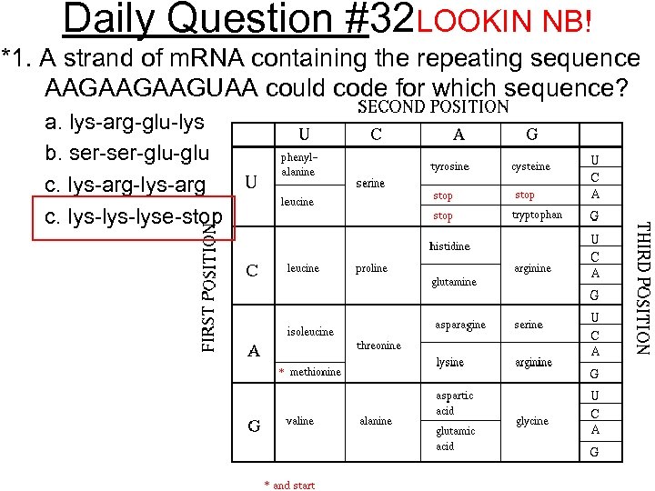 Daily Question #32 LOOKIN NB! *1. A strand of m. RNA containing the repeating