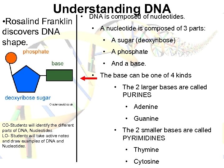 Understanding DNA • DNA is composed of nucleotides. • Rosalind Franklin discovers DNA shape.