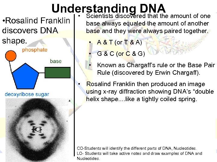 Understanding DNA • Scientists discovered that the amount of one • Rosalind Franklin discovers