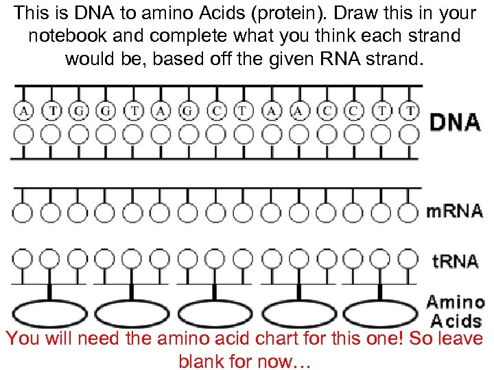 This is DNA to amino Acids (protein). Draw this in your notebook and complete