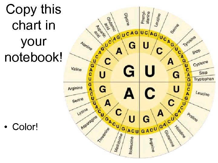 Copy this chart in your notebook! • Color! 