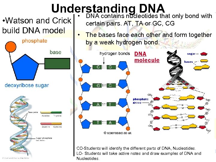 Understanding DNA • DNA contains nucleotides that only bond with • Watson and Crick