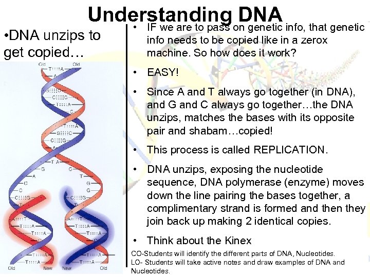 Understanding DNA • IF we are to pass on genetic info, that genetic •