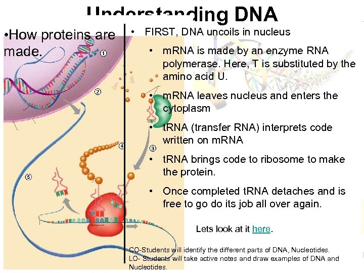Understanding DNA • How proteins are made. • FIRST, DNA uncoils in nucleus •