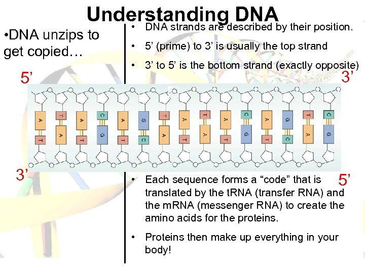 Understanding DNA • DNA strands are described by their position. • DNA unzips to