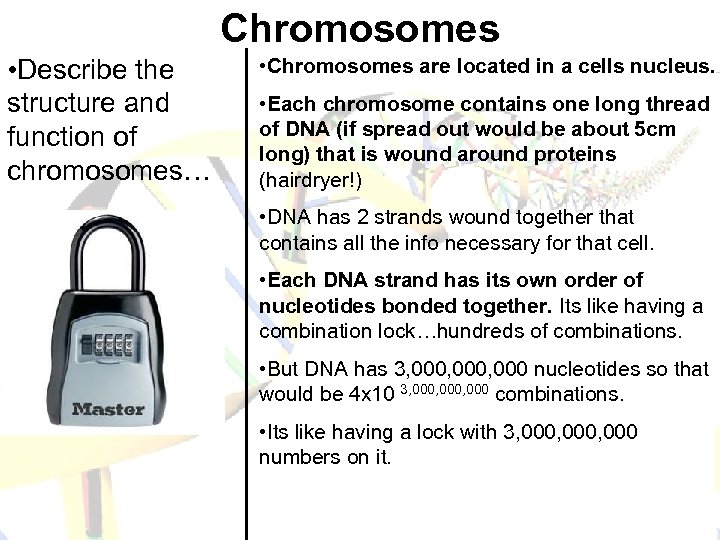 Chromosomes • Describe the structure and function of chromosomes… • Chromosomes are located in