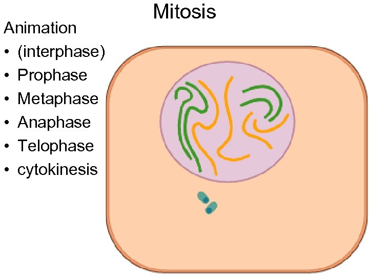 Animation • (interphase) • Prophase • Metaphase • Anaphase • Telophase • cytokinesis Mitosis