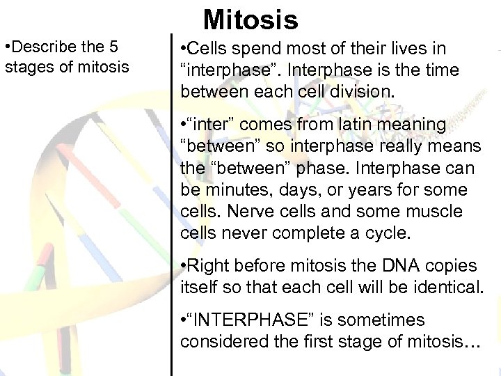 Mitosis • Describe the 5 stages of mitosis • Cells spend most of their
