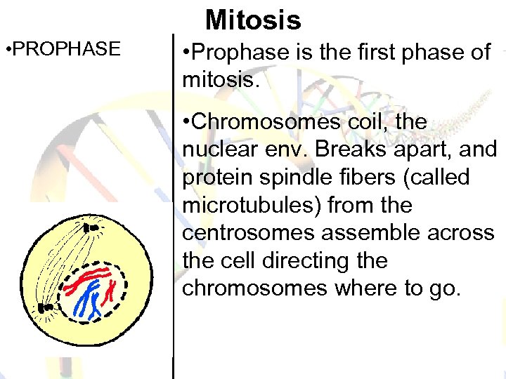 Mitosis • PROPHASE • Prophase is the first phase of mitosis. • Chromosomes coil,