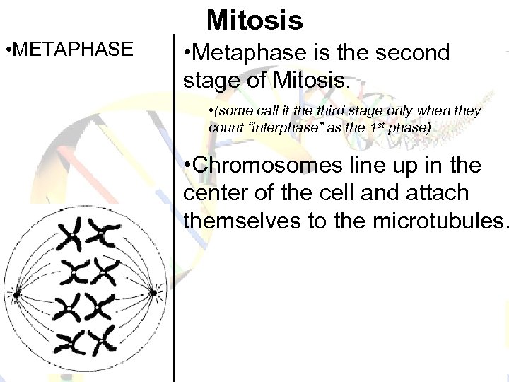 Mitosis • METAPHASE • Metaphase is the second stage of Mitosis. • (some call
