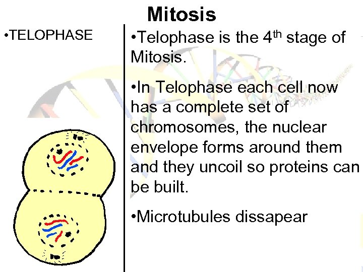 Mitosis • TELOPHASE • Telophase is the 4 th stage of Mitosis. • In