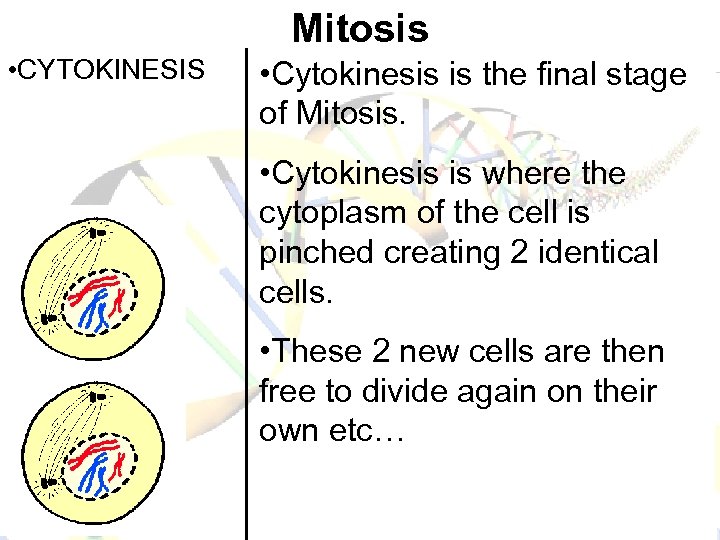 Mitosis • CYTOKINESIS • Cytokinesis is the final stage of Mitosis. • Cytokinesis is