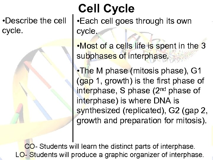 Cell Cycle • Describe the cell • Each cell goes through its own cycle.