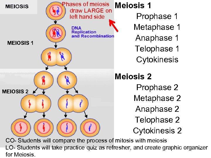 Phases of meiosis Meiosis 1 draw LARGE on left hand side Prophase 1 MEIOSIS