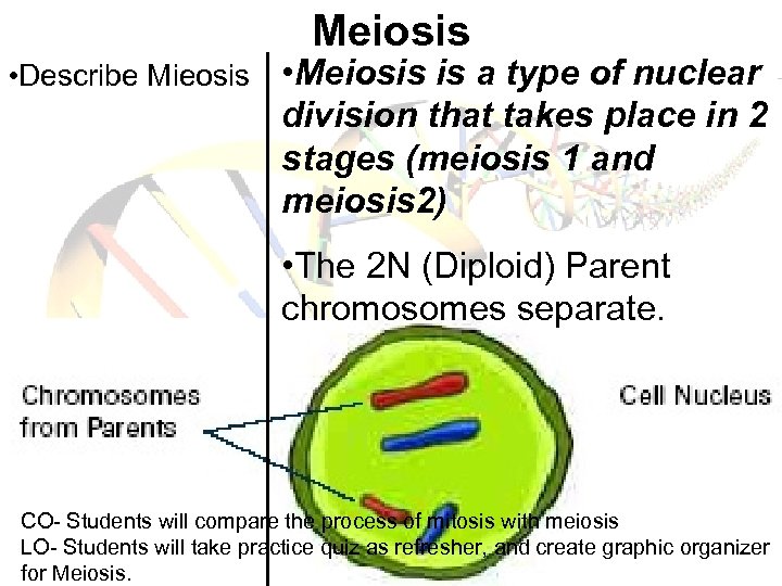 Meiosis • Describe Mieosis • Meiosis is a type of nuclear division that takes