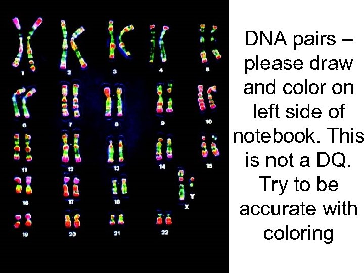 DNA pairs – please draw and color on left side of notebook. This is