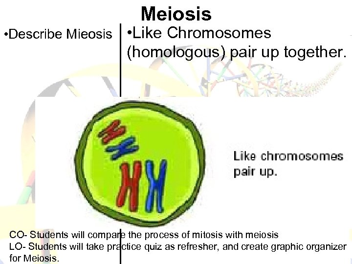 Meiosis • Describe Mieosis • Like Chromosomes (homologous) pair up together. CO- Students will