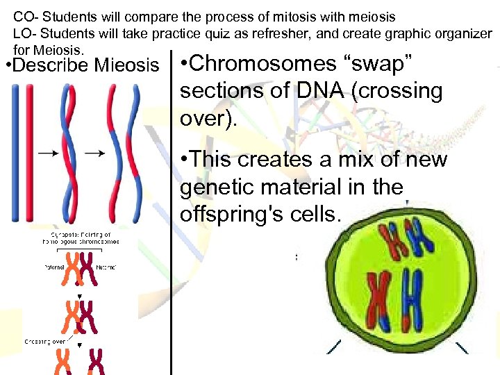 CO- Students will compare the process of mitosis with meiosis LO- Students will take