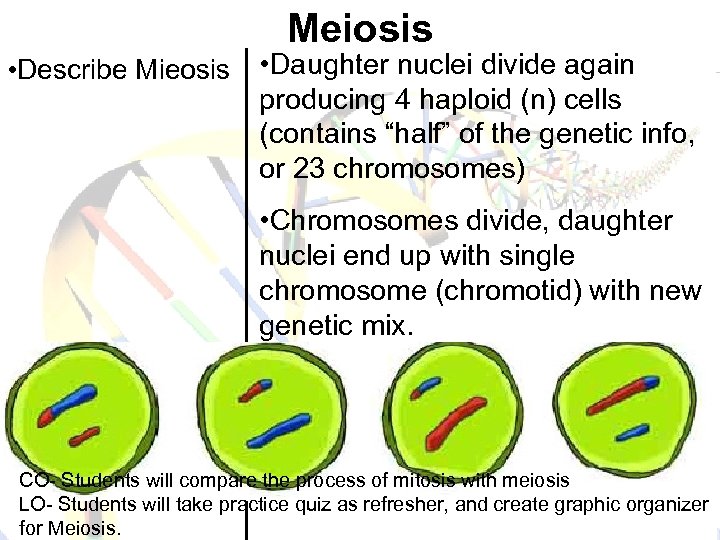 Meiosis • Describe Mieosis • Daughter nuclei divide again producing 4 haploid (n) cells