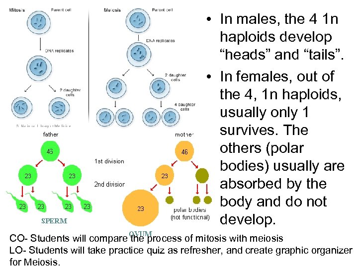  • In males, the 4 1 n haploids develop “heads” and “tails”. •