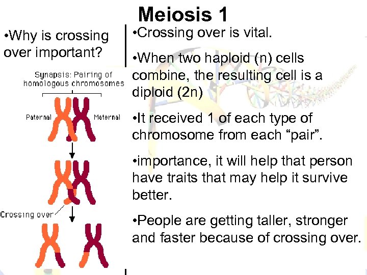 Meiosis 1 • Why is crossing over important? • Crossing over is vital. •