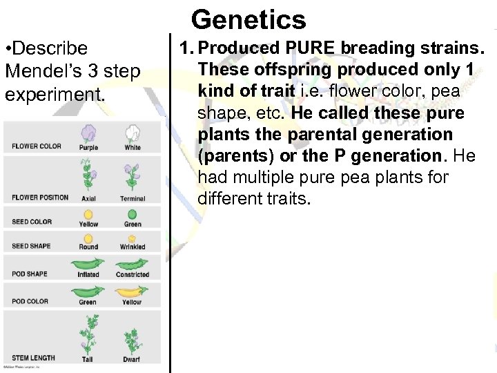 Genetics • Describe Mendel’s 3 step experiment. 1. Produced PURE breading strains. These offspring