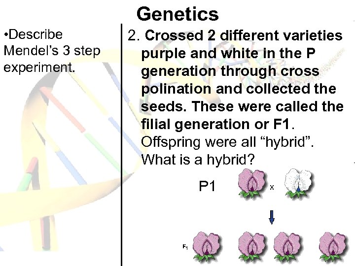 Genetics • Describe Mendel’s 3 step experiment. 2. Crossed 2 different varieties purple and
