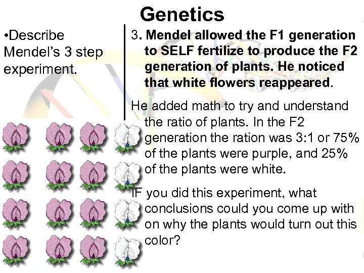 Genetics • Describe Mendel’s 3 step experiment. 3. Mendel allowed the F 1 generation