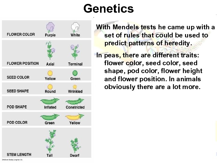 Genetics With Mendels tests he came up with a set of rules that could