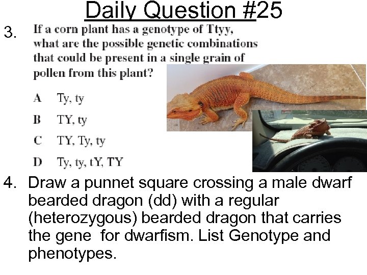 3. Daily Question #25 4. Draw a punnet square crossing a male dwarf bearded