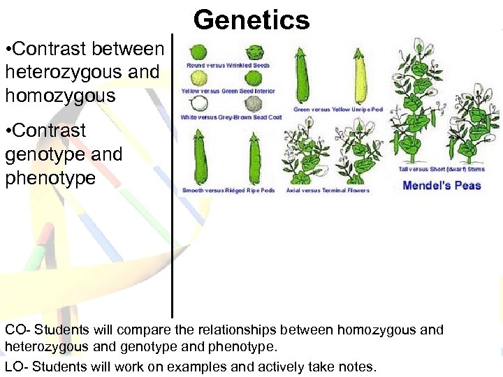 Genetics • Contrast between heterozygous and homozygous • Contrast genotype and phenotype CO- Students