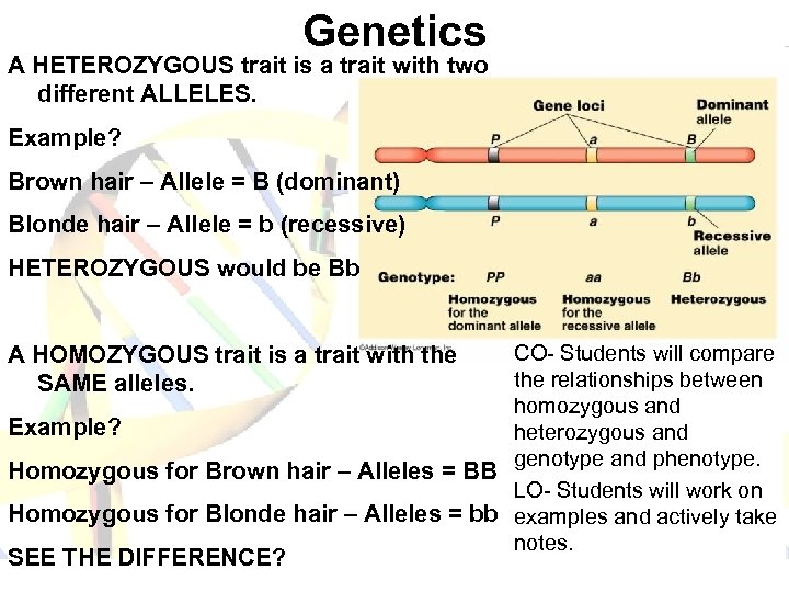 Genetics A HETEROZYGOUS trait is a trait with two different ALLELES. Example? Brown hair