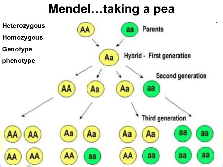 Mendel…taking a pea Heterozygous Homozygous Genotype phenotype 