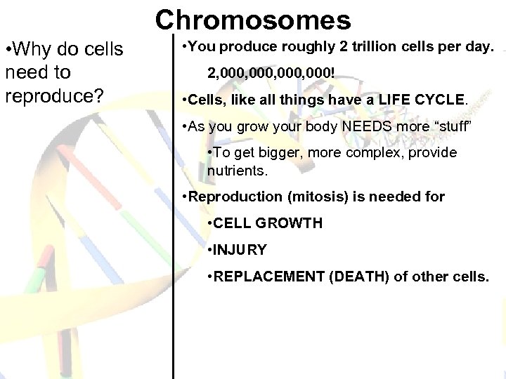 Chromosomes • Why do cells need to reproduce? • You produce roughly 2 trillion