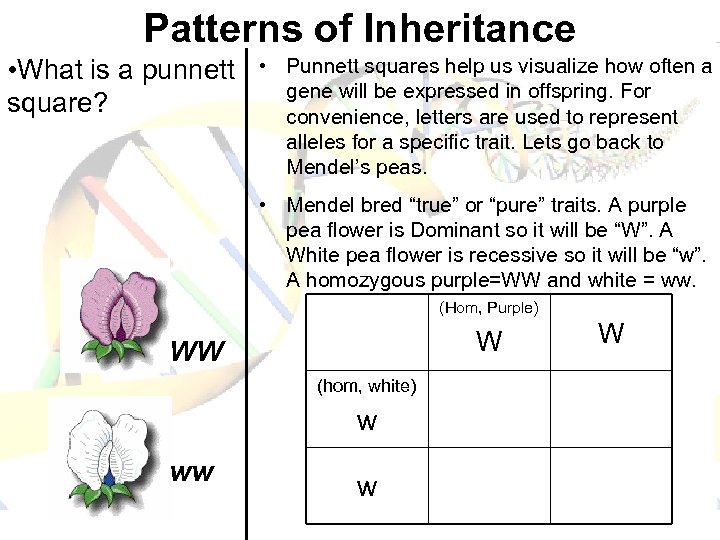 Patterns of Inheritance • What is a punnett square? • Punnett squares help us