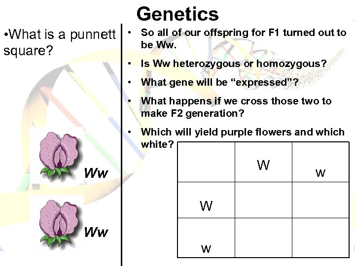 Genetics • What is a punnett square? • So all of our offspring for