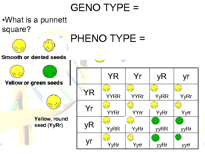 GENO TYPE = Genetics • What is a punnett • square? Parents (P) =