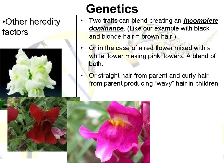 Genetics • Other heredity factors • Two traits can blend creating an incomplete dominance.