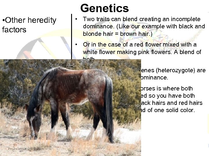 Genetics • Other heredity factors • Two traits can blend creating an incomplete dominance.