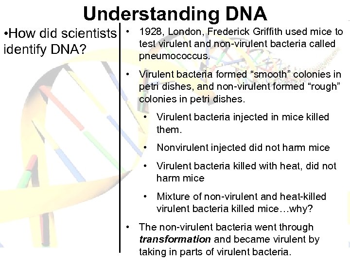 Understanding DNA • How did scientists identify DNA? • 1928, London, Frederick Griffith used