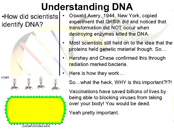 Understanding DNA • How did scientists identify DNA? • Oswald Avery, 1944, New York,