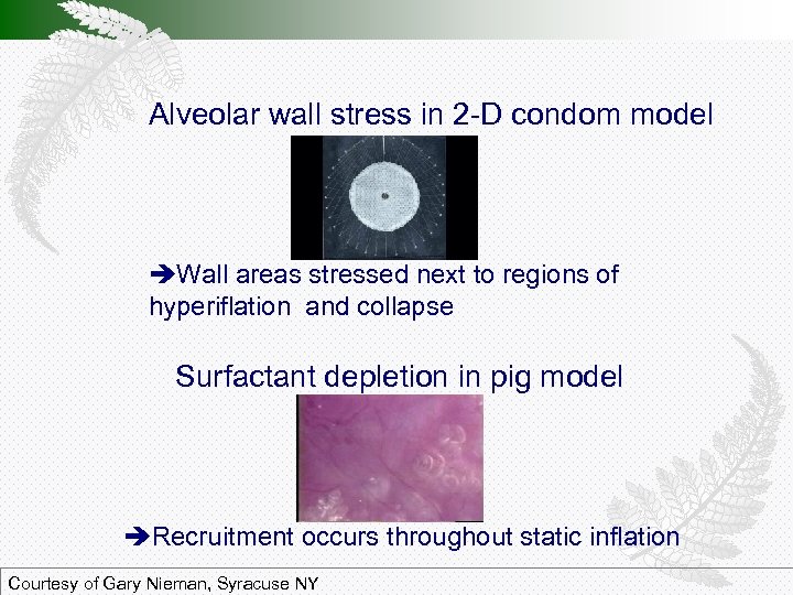 Alveolar wall stress in 2 -D condom model Wall areas stressed next to regions