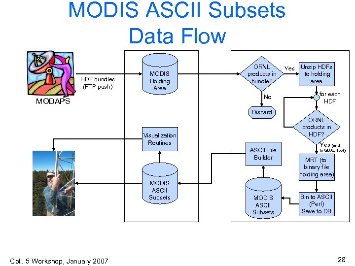 MODIS ASCII Subsets Data Flow HDF bundles (FTP push) MODIS Holding Area ORNL products