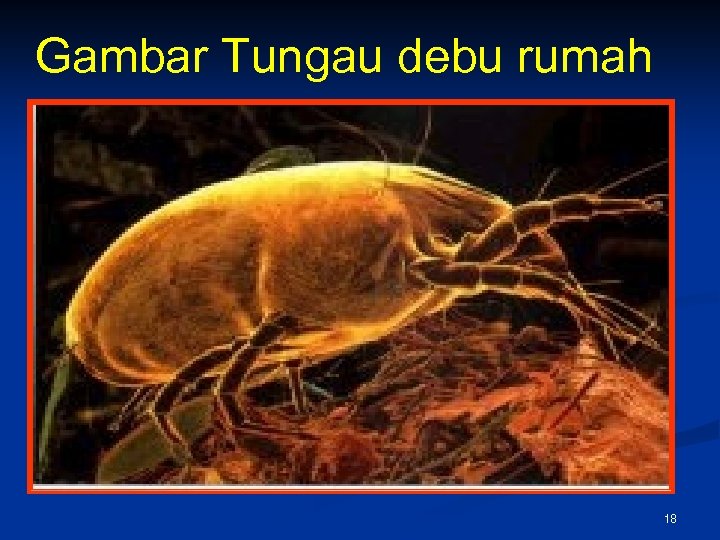 Gambar Tungau debu rumah 18 