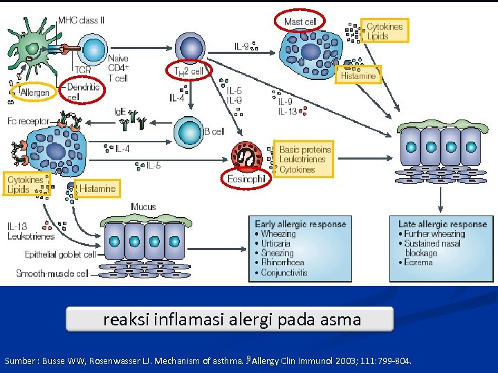 reaksi inflamasi alergi pada asma 9 Sumber : Busse WW, Rosenwasser LJ. Mechanism of