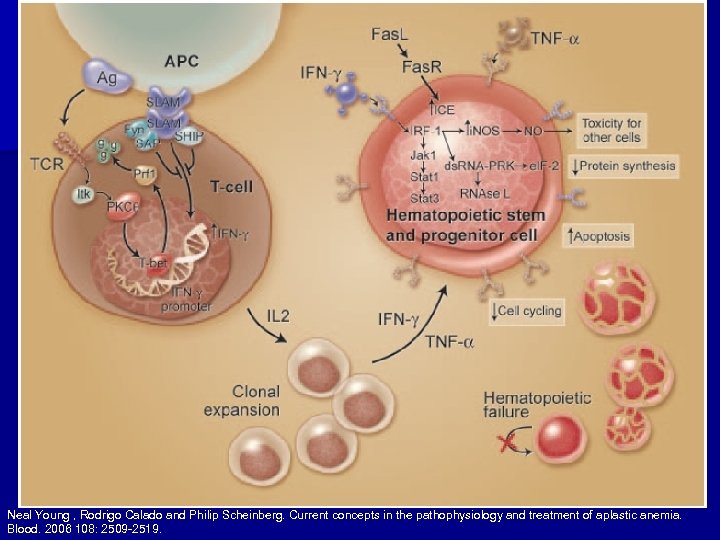 Neal Young , Rodrigo Calado and Philip Scheinberg. Current concepts in the pathophysiology and