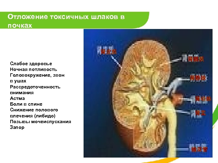 Отложение токсичных шлаков в почках Слабое здоровье Ночная потливость Головокружение, звон в ушах Рассредоточенность