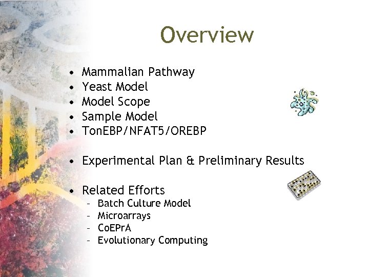 Overview • • • Mammalian Pathway Yeast Model Scope Sample Model Ton. EBP/NFAT 5/OREBP