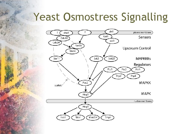 Yeast Osmostress Signalling 