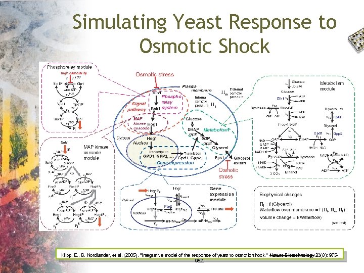 Simulating Yeast Response to Osmotic Shock Klipp, E. , B. Nordlander, et al. (2005).